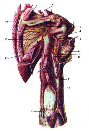 
  Рис.369. Надлопаточный (nervussuprascapularis), подмышечный (nervus axillaris) 
  и другие нервы плечевого сплетения. Вид сзади. Участки надостной, подостной 
  и дельтовидной мышц удалены. 1-иадостная мышца; 2-надлопаточный нерв; 3-надлоиаточная 
  артерия; 4-задняя артерия, огибаюшаяилечевую кость; 5-подмы-шечный нерв; 6-латеральный 
  кожный нерв плеча; 7-глубокая артерия плеча; 8-лучевой нерв; 9-задний кожный 
  нерв предплечья; 10-лучевая коллатеральная истерия; 11-локтевой нерв; 12-боль-ишя 
  круглая мышца; 13-артерия, огибающая лопатку; 14-ость лопатки.
  Fig. 369. Надлопаточный, подмышечный и другие нервы плечевого сплетения. Вид 
  сзади. Участки надостной, подостной
  и дельтовидной мышц удалены.
  1-m. supraspinatus; 2-m.suprascapularis; 3-a.suprascapularis; 4-a.cir-cumflexa 
  humeri posterior; 5-n.axillaris; 6-n.cutancus brachii lateralis; 7-a.profunda 
  brachii; 8-n.radialis; 9-n.cutaneus anterbraehii postrior; 10-a. collateralis 
  radialis; 11-n. ulnaris; 12-m. teres major; 13-a. cir-cumflcxa scapulae; 14-spina 
  scapulae.
  Fig. 369. Suprascapular, axillary and other nerves of the brachial plexus. Posterior 
  aspect. The parts of supraspinatus, infraspinatus and
  deltoid muscles were removed.
  I-supraspinatus; 2-suprascapular nerve; 3-suprascapular artery; 4-pos-terior 
  circumflex humeral artery; 5-axillary nerve; 6-lateral cutaneous nerve of arm; 
  7-deep artery of arm; 8-radial nerve; 9-posterior cutaneous nerve of forearm; 
  10-radial collateral artery; 1 l-ulnar nerve; 12-teres major; 13-circumflex 
  scapular anery; I4-spine of scapula.